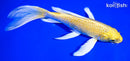 7.75" YAMABUKI OGON BUTTERFLY