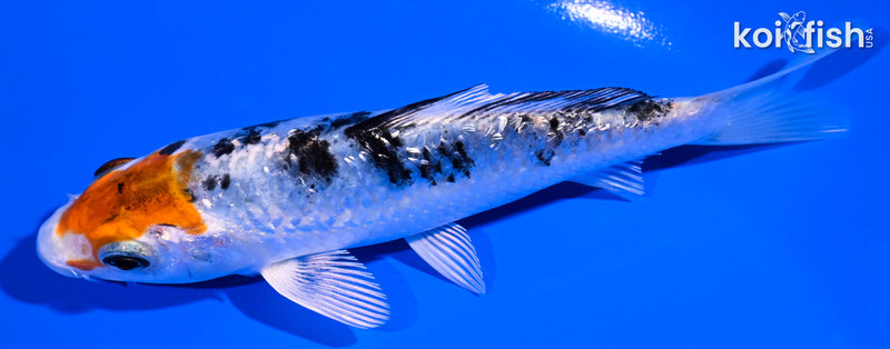 4.75" GINRIN YAMATO NISHIKI