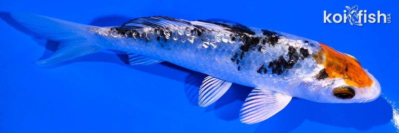 4.75" GINRIN YAMATO NISHIKI