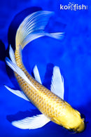 7.75" YAMABUKI OGON BUTTERFLY
