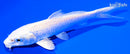 5" PLATINUM OGON