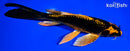 7.75" KABUTO BUTTERFLY