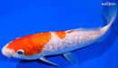 9" GINRIN KOHAKU