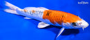 8.5" YAMATO NISHIKI