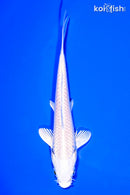 5" PLATINUM OGON
