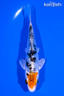 4.75" GINRIN YAMATO NISHIKI