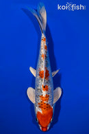 9.25" GINRIN YAMATO NISHIKI