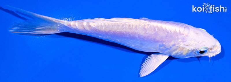5" DOITSU PLATINUM OGON