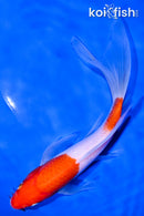 8.5" KOHAKU BUTTERFLY