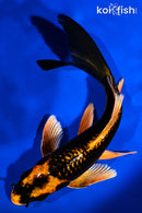 7.75" KABUTO BUTTERFLY