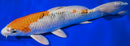 8.5" YAMATO NISHIKI