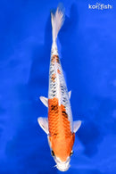 8.5" YAMATO NISHIKI