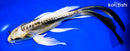 10.5" KIN KIKOKURYU BUTTERFLY