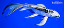 7.75" KIKOKURYU BUTTERFLY