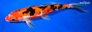 9.75" DOITSU AKA SANKE