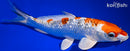 9.25" GINRIN YAMATO NISHIKI