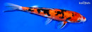 9.75" DOITSU AKA SANKE