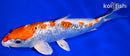 9.25" GINRIN YAMATO NISHIKI