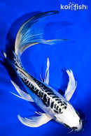 7.75" KIKOKURYU BUTTERFLY