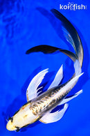 10.5" KIN KIKOKURYU BUTTERFLY