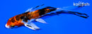 4.5" HEISEI NISHIKI BUTTERFLY