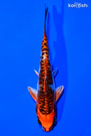 5.5" BENI KIKOKURYU