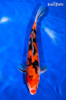 9.75" DOITSU AKA SANKE