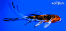 4.5" HEISEI NISHIKI BUTTERFLY