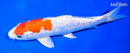 8.5" GINRIN HARIWAKE