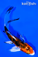 4.5" HEISEI NISHIKI BUTTERFLY