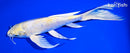 8.5" HARIWAKE BUTTERFLY
