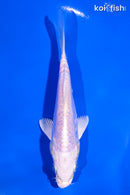 5" DOITSU PLATINUM OGON