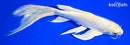 8.5" HARIWAKE BUTTERFLY