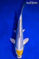 9" KIN KIKOKURYU