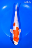 8.5" GINRIN HARIWAKE