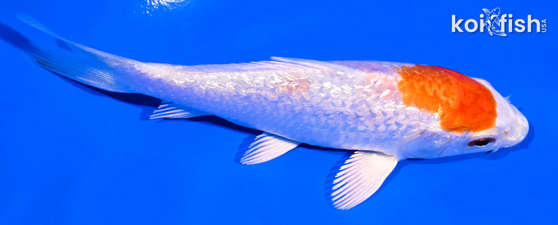 4.5" GINRIN HARIWAKE