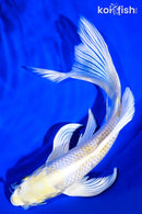 8.5" HARIWAKE BUTTERFLY