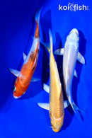 6 - 7" PACK OF (3) STANDARD KOI