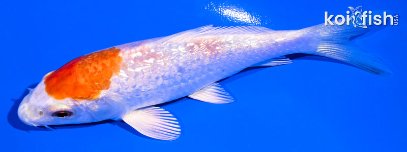 4.5" GINRIN HARIWAKE