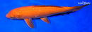 9.5" ORENJI OGON