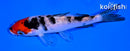 4" HOODED SANKE