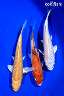 6 - 7" PACK OF (3) STANDARD KOI