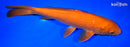 9.5" ORENJI OGON