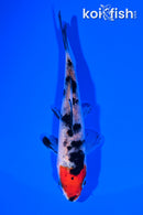 4" HOODED SANKE
