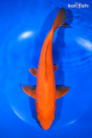 9.5" ORENJI OGON
