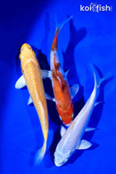 6 - 7" PACK OF (3) STANDARD KOI