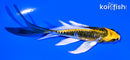 4.75" KIN KIKOKURYU BUTTERFLY