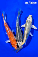 6 - 7" PACK OF (3) STANDARD KOI