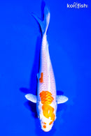 5.5" HARIWAKE