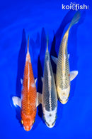 6 - 7" PACK OF (3) STANDARD KOI